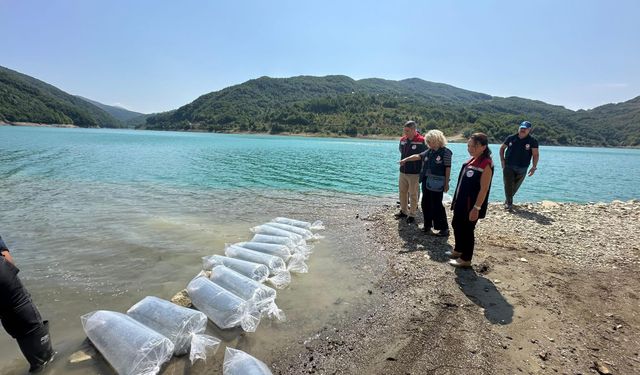 Boyabat Barajı’na 1 milyon yavru sazan bırakıldı