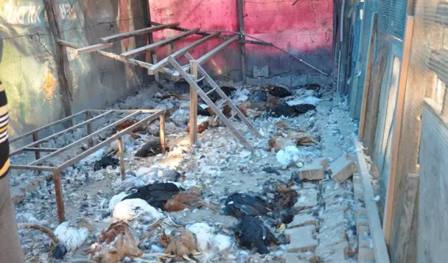 Boyabat’ta Kümese Giren Hayvan Yüzlerce Tavuğu Telef Etti