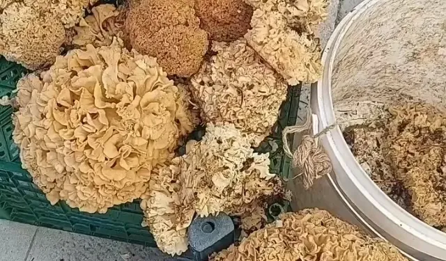 Boyabat ormanlarında yetişiyor!