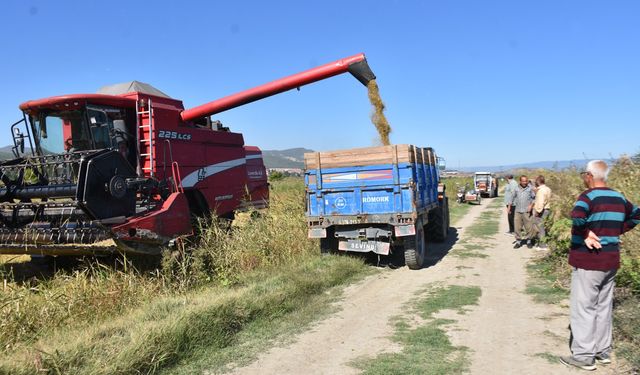 Boyabat'ta çeltik hasadı başladı