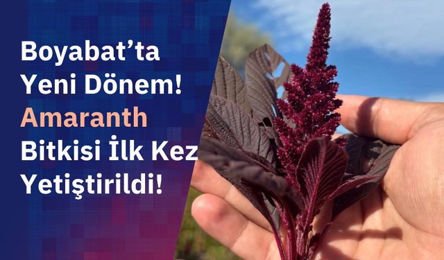 Boyabat’ta geleceğin bitkisi yetiştirilmeye başlandı