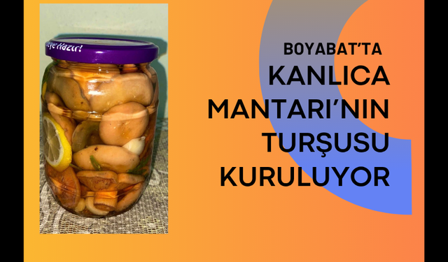 Boyabat’ta Kanlıca Mantarı’nın Turşusu Kuruluyor !