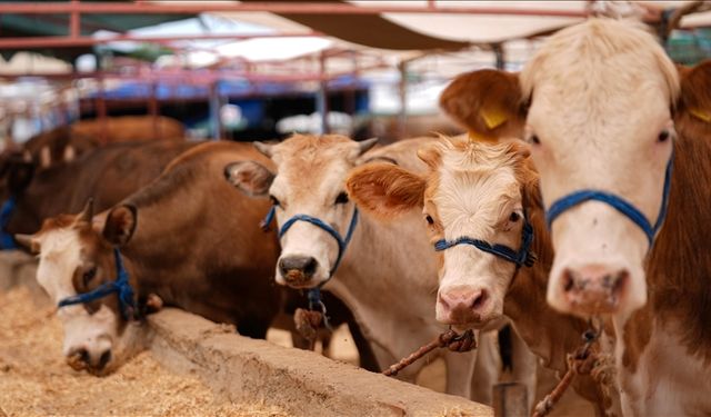 Şap hastalığı nedeniyle hayvan hareketlerine kısıtlama