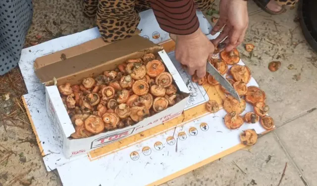 Yılın ilk kanlıca mantarı pazara indi : işte fiyatı !