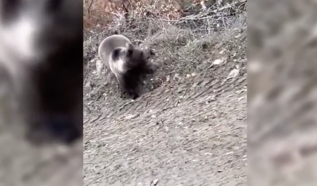 Boyabat'ta şok görüntü ! Mantar ararken ayıyla karşılaştı