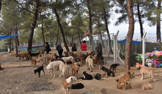 Hayvan severlerden "Boyabat Sokak Hayvanları Doğal Yaşam Alanına" yoğun ilgi