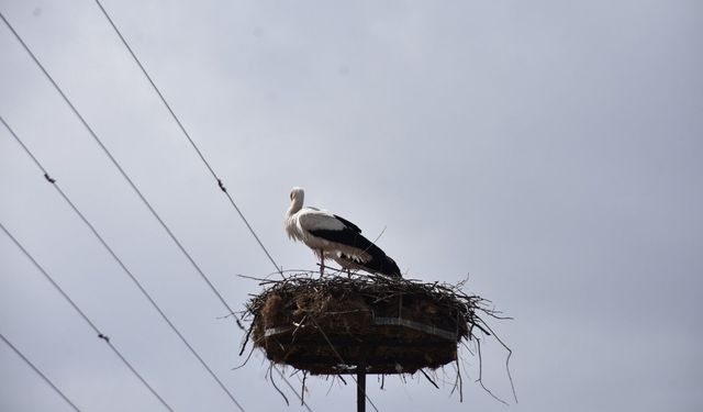 Leylekler geri dönmeye başladı