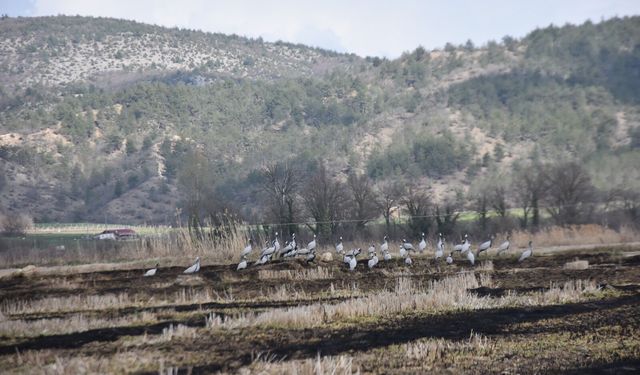 Telli Turnalar Cuma Ovası’nda mola verdi