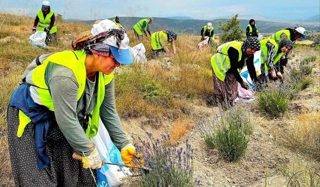 Boyabat'ta ilk lavanta hasadı gerçekleştirildi