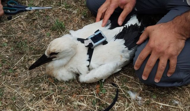 3 leylek yavrusu uydu vericisi takılarak takibe alındı