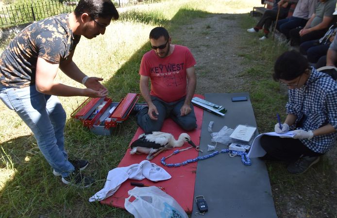 Yumurtadan çıkan 46 leylek yavrusu sağlık kontrolünden geçirilerek halkalandı