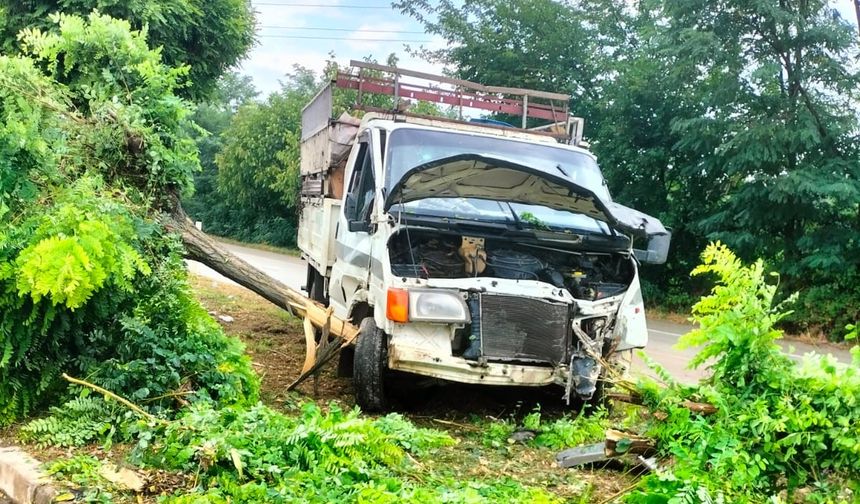 Boyabat'ta yoldan çıkan kamyonet ağacı devirdi !