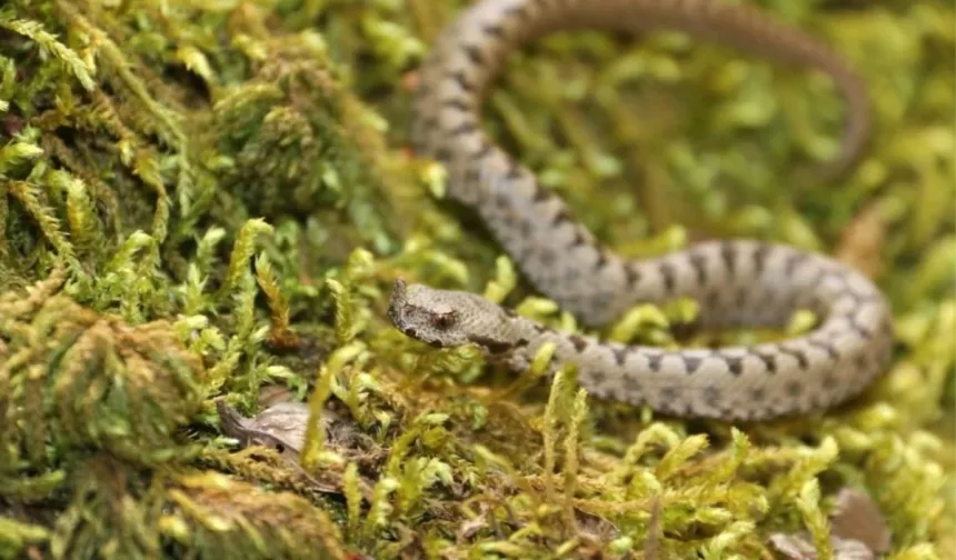 Boyabat’ta dünyanın en zehirli yılanı görüldü ! Nesli tehlike altında