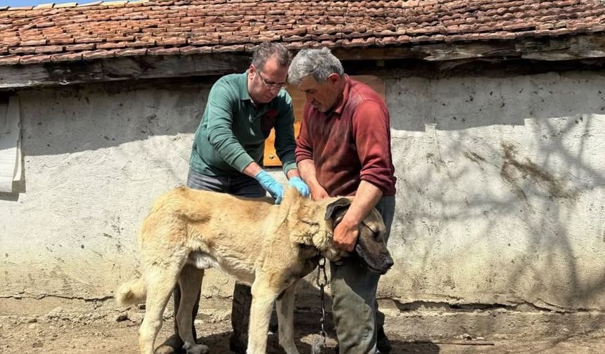 Boyabat’ın köylerinde sahipli köpekler kimliklendiriliyor