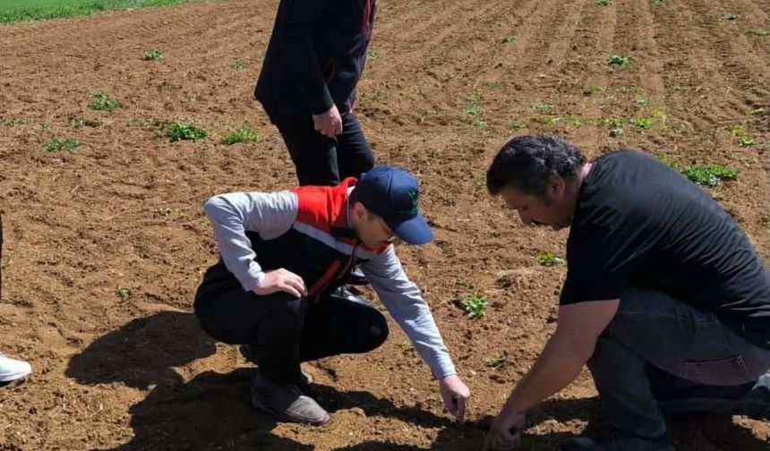 Boyabat’ta Zirai Don Hasarı İçin Hasar Tespit Çalışmaları Başladı