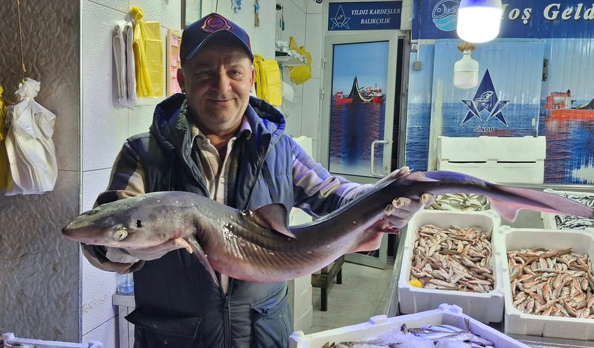 Sinop’ta köpekbalıkları yeniden görülmeye başlandı