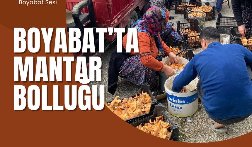 Boyabat’ta Kanlıca Mantarında Bereket Dönemi