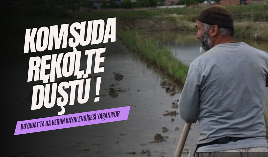 Boyabat'ta çeltik verimi nasıl ?