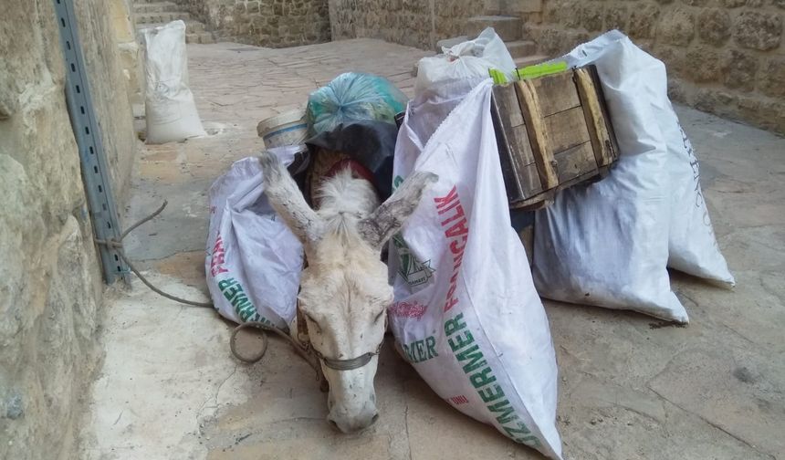 Kadrolu Eşekler’ Emekliye Ayrılıyor: Yeni Dönemin Mimarı Boyabatlı Mehmet Muslu