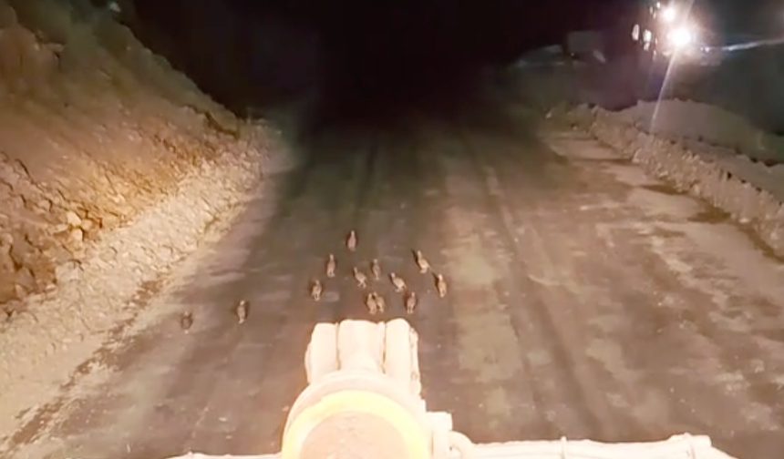 Keklik yavrularını fark edince çalışmasını durdurdu