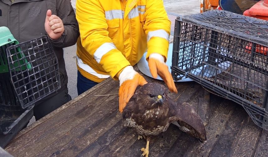 Boyabat–Durağan Yolunda Yaralı Doğan Bulundu : Tedavi İçin DKMP Ekiplerine Teslim Edildi