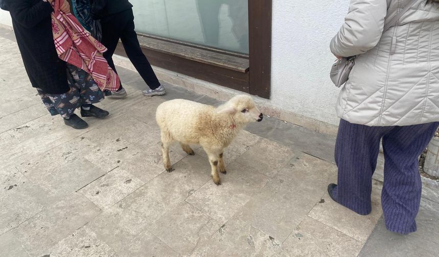 Sahibinden Bir An Ayrılmadı: Kuzu Bankaya Böyle Girdi
