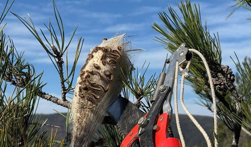 Boyabat’ta Çam Kese Böceğine Karşı Biyolojik Mücadele