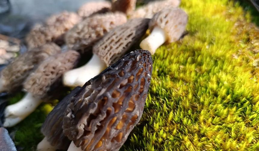 Boyabat’ta Kuzu Göbeği (Höbelen) Mantar Sezonu Başladı!