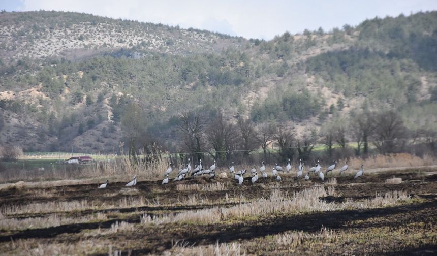Telli Turnalar Cuma Ovası’nda mola verdi