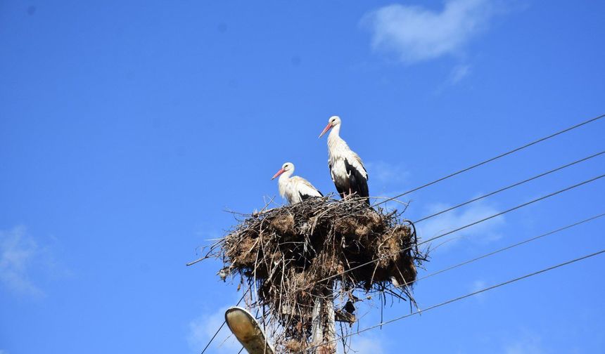 Cuma Ovası’nda ‘’ Leylek Şenliği ‘’ düzenlenecek