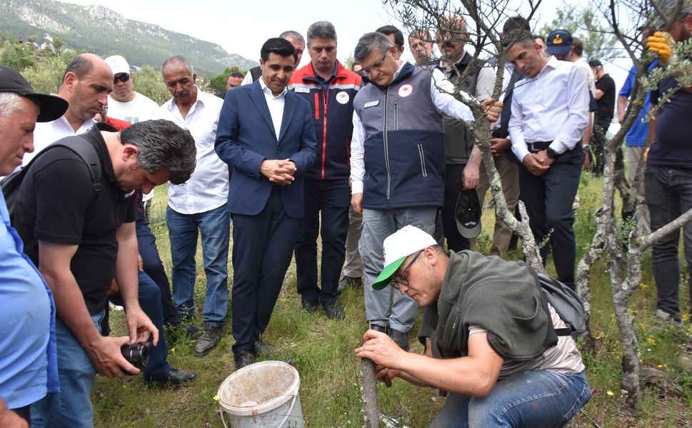 Delice Zeytin Ağaçları aşılanarak ekonomiye kazandırılması hedefleniyor