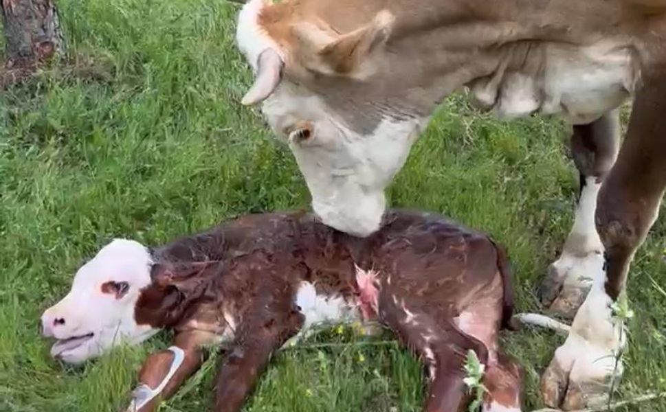 Boyabat’ta doğum yapan inek drone ile bulundu