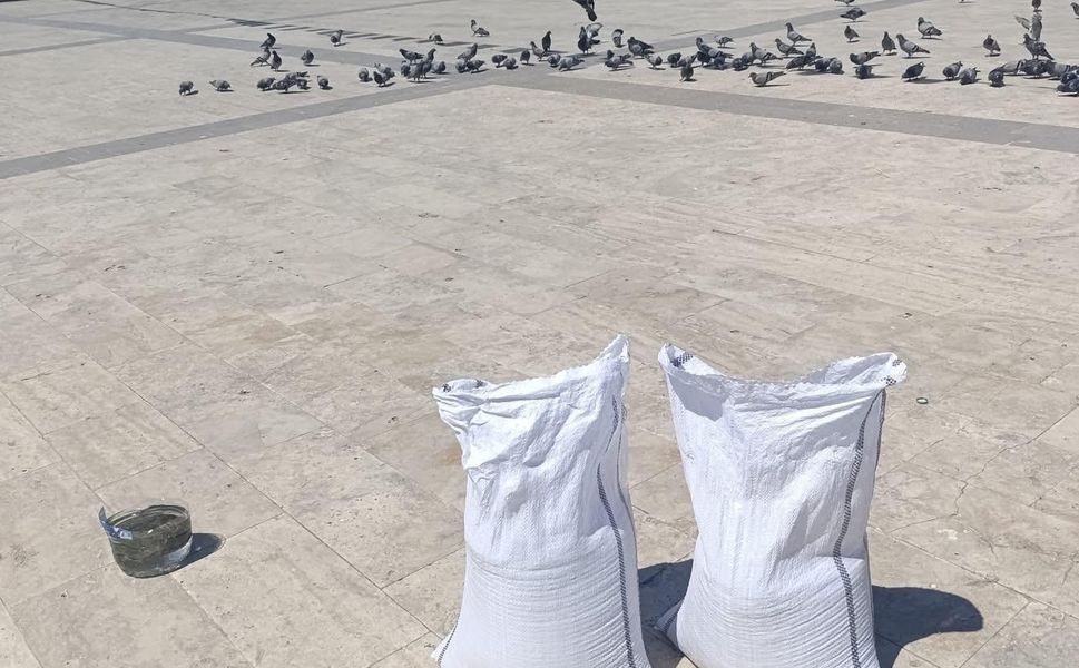 Boyabat’ta Dökülen Buğday Güvercinlerin Nasibi Oldu