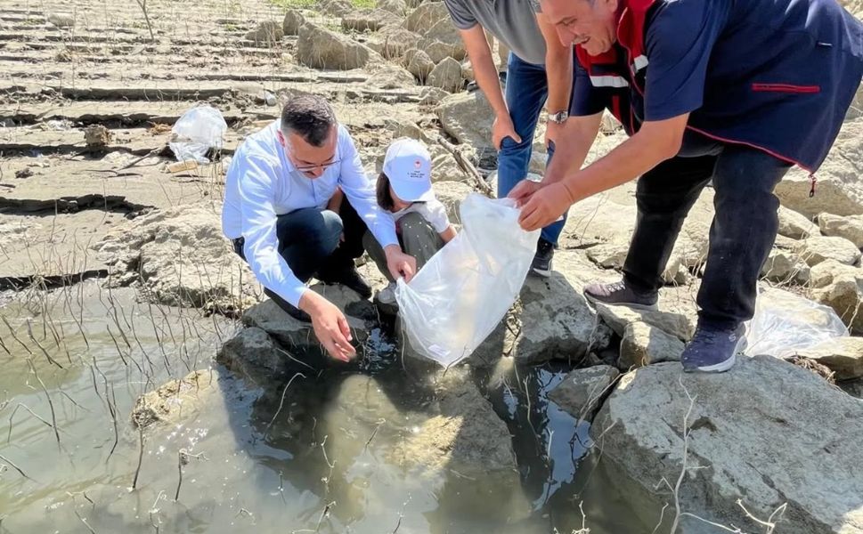 Boyabat'ta 158 bin yavru sazan baraj ve göletlere bırakıldı