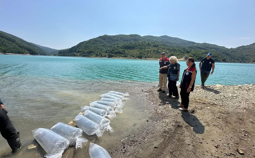 Boyabat Barajı’na 1 milyon yavru sazan bırakıldı
