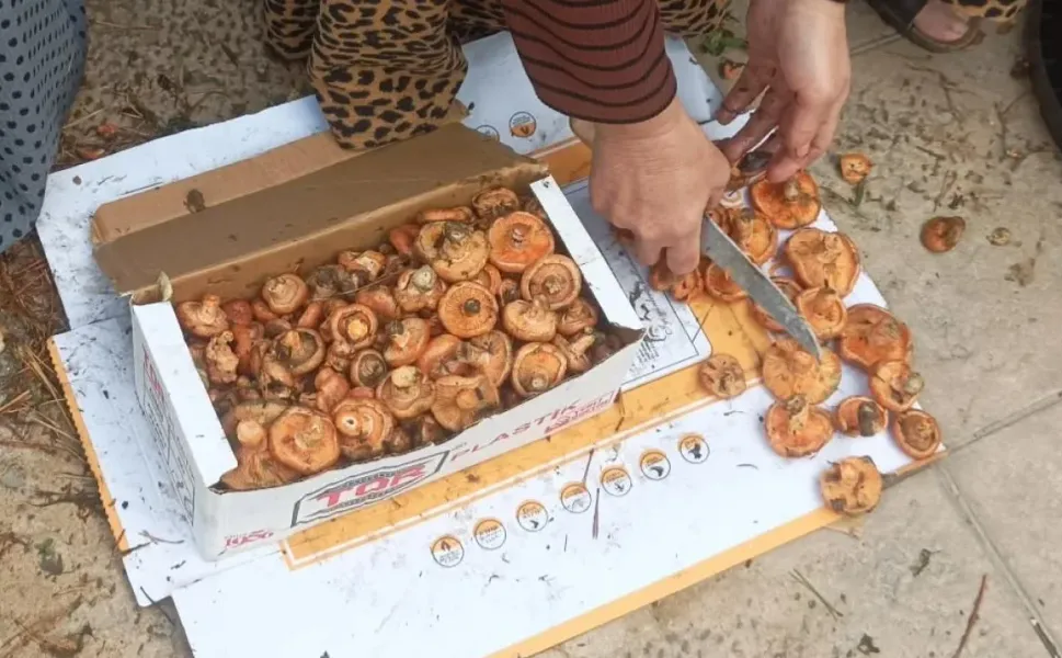 Yılın ilk kanlıca mantarı pazara indi : işte fiyatı !