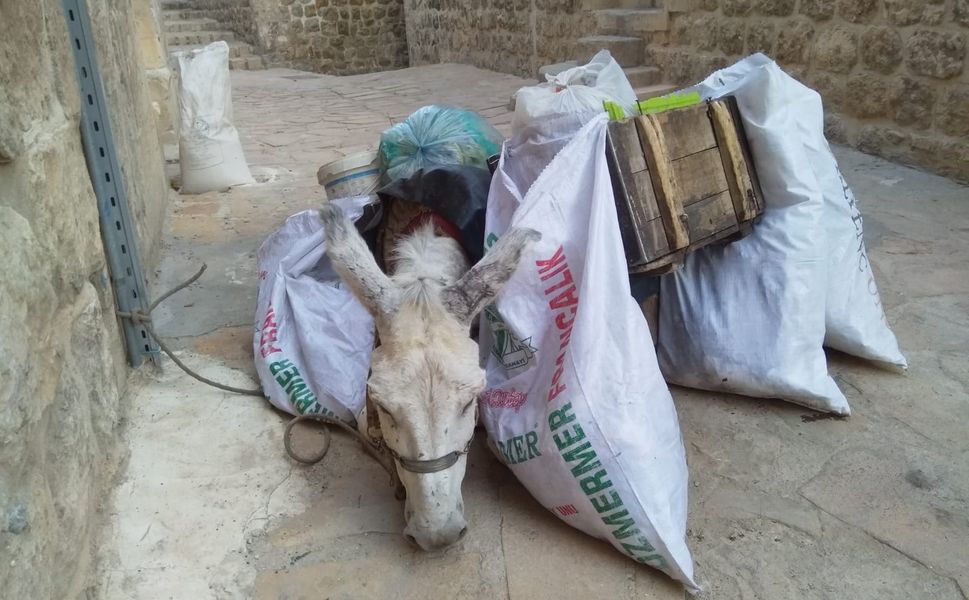 Kadrolu Eşekler’ Emekliye Ayrılıyor: Yeni Dönemin Mimarı Boyabatlı Mehmet Muslu
