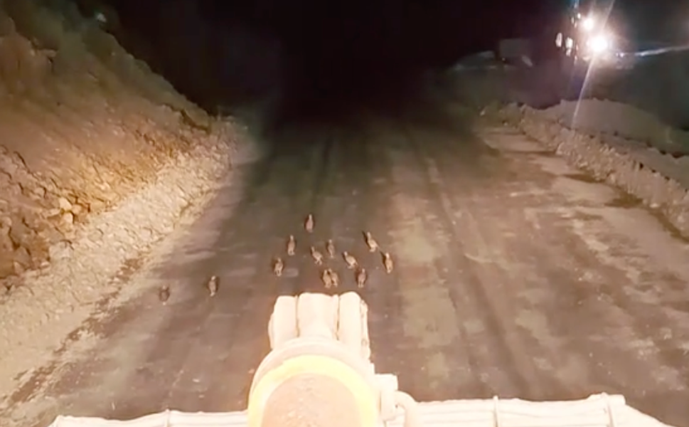 Keklik yavrularını fark edince çalışmasını durdurdu