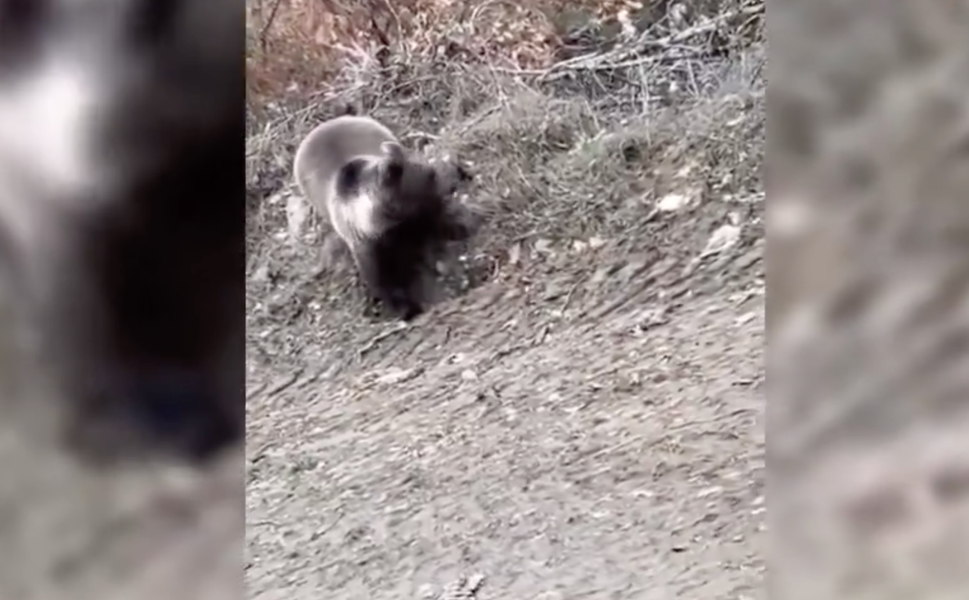 Boyabat'ta şok görüntü ! Mantar ararken ayıyla karşılaştı