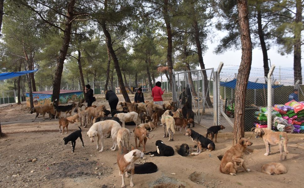 Hayvan severlerden "Boyabat Sokak Hayvanları Doğal Yaşam Alanına" yoğun ilgi