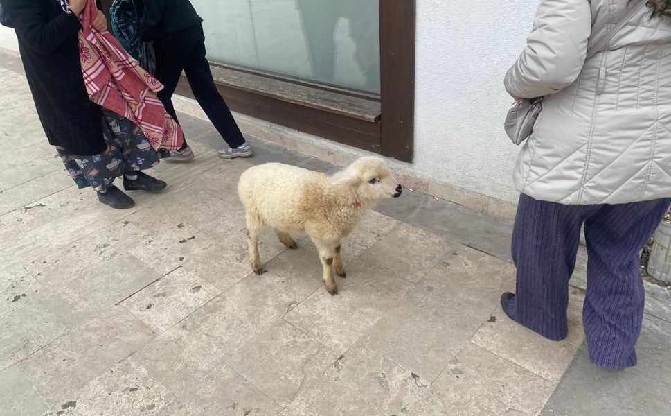 Sahibinden Bir An Ayrılmadı: Kuzu Bankaya Böyle Girdi