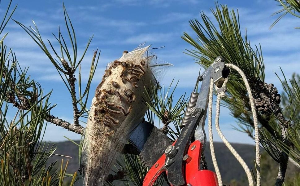 Boyabat’ta Çam Kese Böceğine Karşı Biyolojik Mücadele