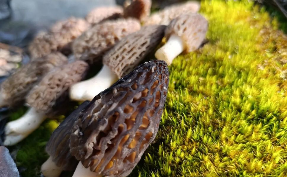 Boyabat’ta Kuzu Göbeği (Höbelen) Mantar Sezonu Başladı!