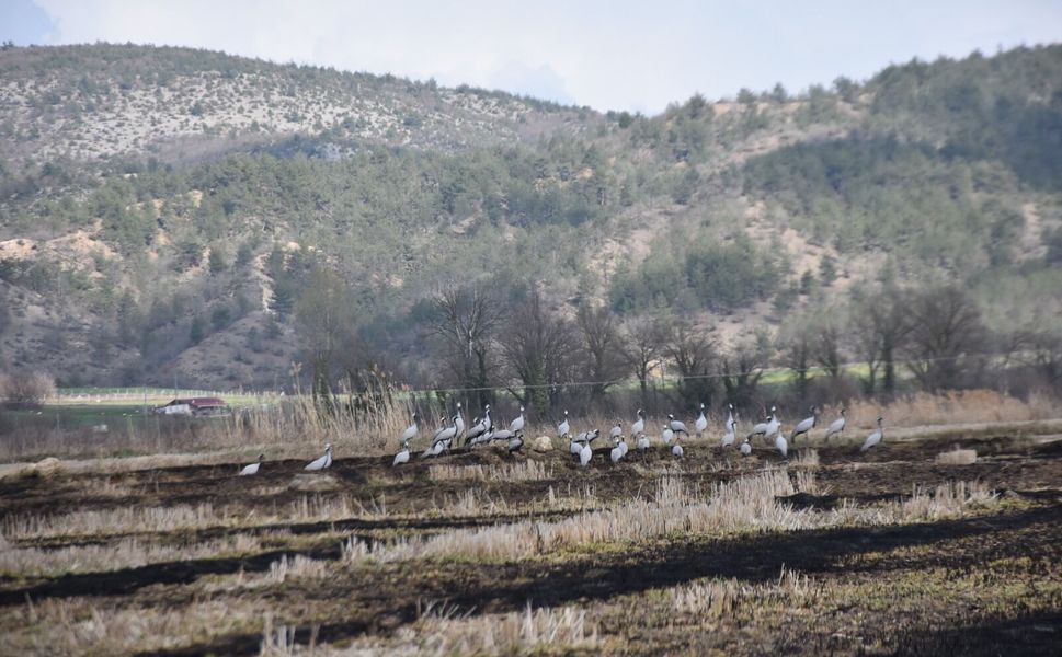 Telli Turnalar Cuma Ovası’nda mola verdi