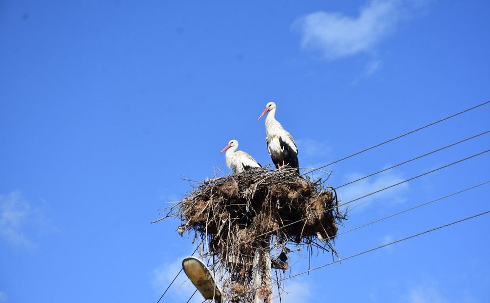 Cuma Ovası’nda ‘’ Leylek Şenliği ‘’ düzenlenecek