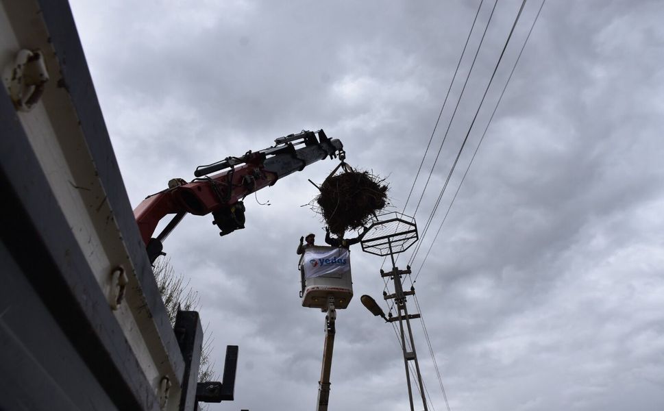 Leyleklerin güvenliği için direklere yapay platformlar sağlanıyor