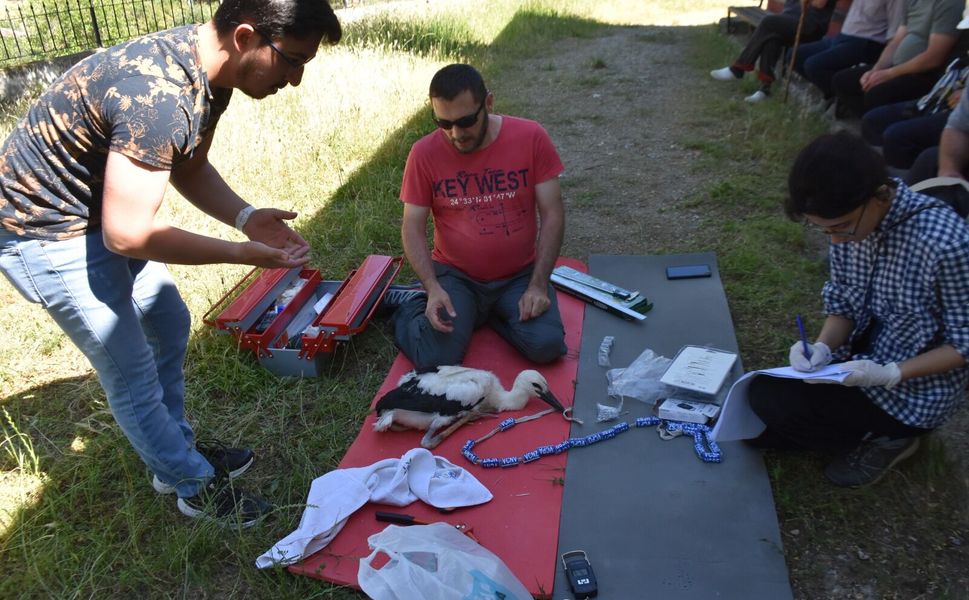 Yumurtadan çıkan 46 leylek yavrusu sağlık kontrolünden geçirilerek halkalandı