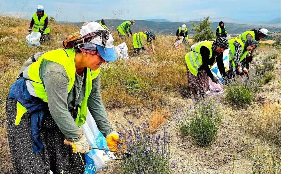 Boyabat'ta ilk lavanta hasadı gerçekleştirildi