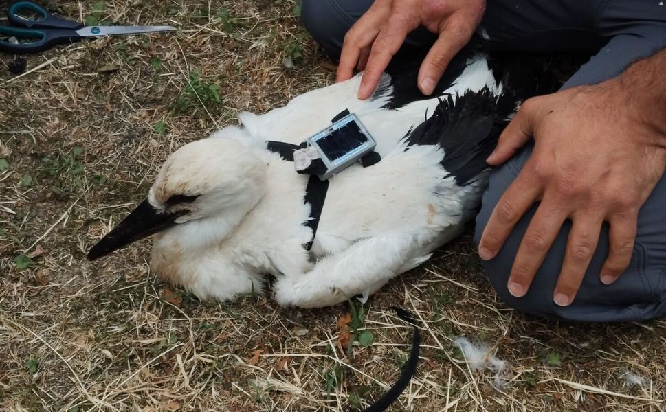 3 leylek yavrusu uydu vericisi takılarak takibe alındı