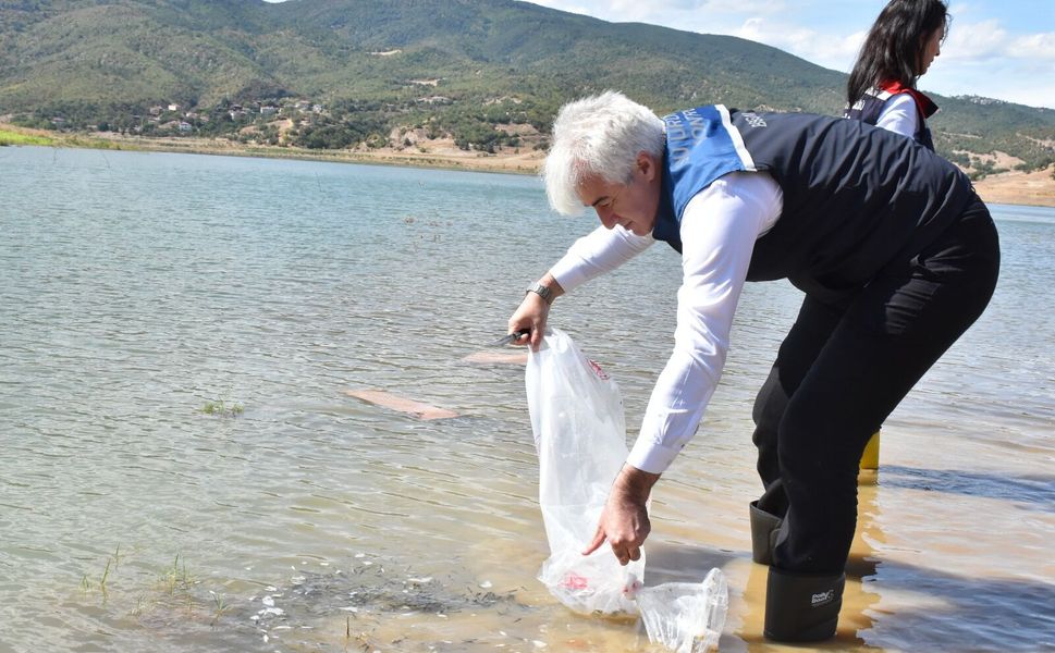 Asarcık Barajı’na 50 Bin Sazan Yavrusu Bırakıldı